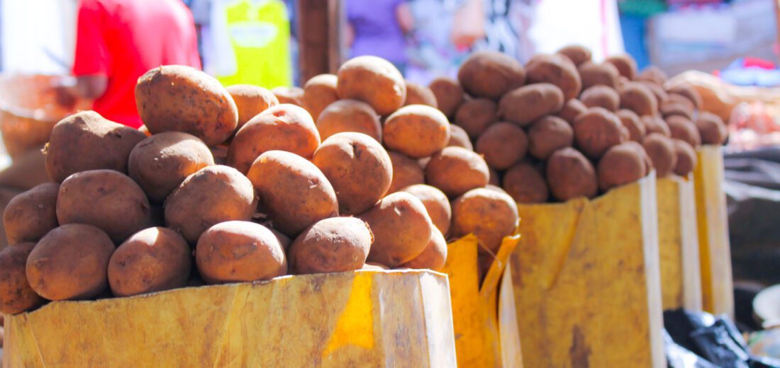 Hybrid Potatoes: A Possible Solution for Sustainable Farming and Food Security in Africa