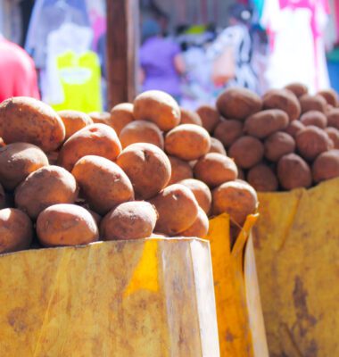 Hybrid Potatoes: A Possible Solution for Sustainable Farming and Food Security in Africa