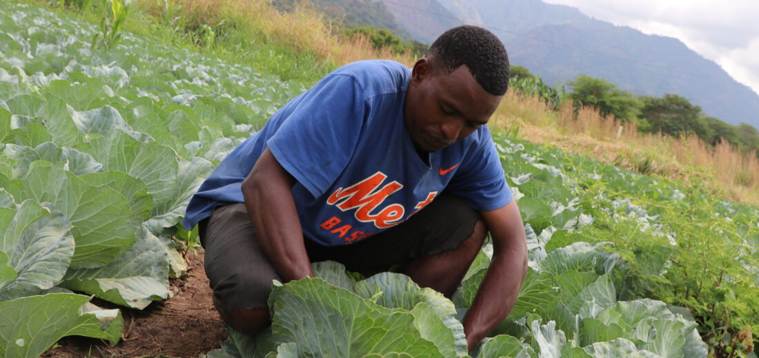 TANZANIAN YOUTH REVOLUTIONISE AGRICULTURE IN MOROGORO’S FIELDS.