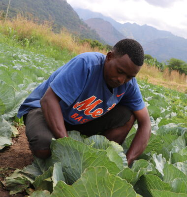 TANZANIAN YOUTH REVOLUTIONISE AGRICULTURE IN MOROGORO’S FIELDS.